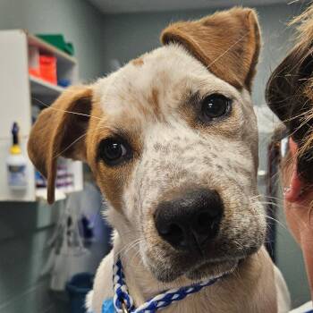 Retriever Dogs Available for Adoption in Greenville, South Carolina - Knox | PetCurious