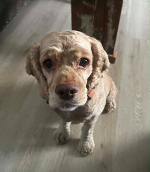 Bailee -  Cocker Spaniel Dog for Adoption in Austin, Texas - Bailee | PetCurious
