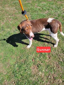 Treeing Walker Coonhound Dogs Available for Adoption - Gunner | PetCurious