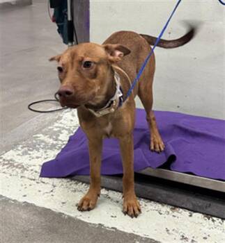 Rescue Labrador Retriever and Mixed Breed Dogs for Adoption in Houston, Texas - GUMBO | PetCurious