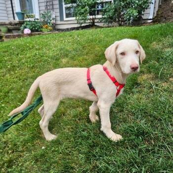 Basilisk -  Poodle and Wirehaired Dachshund Dog for Adoption - Basilisk | PetCurious