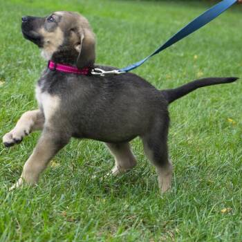 Boogie -  Shepherd and Collie Dog for Adoption in South Elgin, Illinois - Boogie | PetCurious