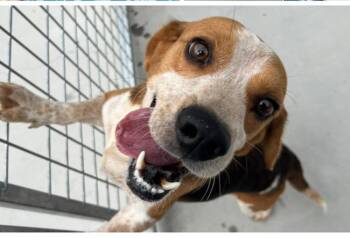 Rescue Beagle Dogs for Adoption in Lexington, Massachusetts - Baxter | PetCurious