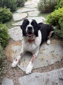 Rufas -  Saint Bernard Dog for Adoption in Manhattan Beach, California - Rufas | PetCurious