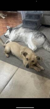 Dachshund and Terrier Dogs Available for Adoption in New Haven, Connecticut - Lucy | PetCurious