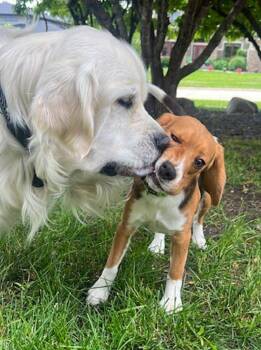 Leo -  Beagle Dog for Adoption in Des Moines, Iowa - Leo | PetCurious