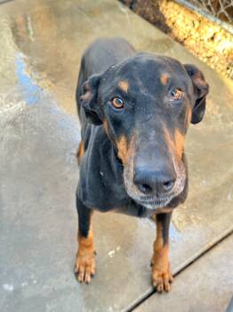 Vader -  Doberman Pinscher Dog for Adoption in Coarsegold, California - Vader | PetCurious