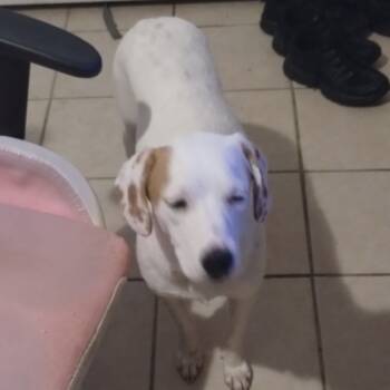 Rescue Great Pyrenees Dogs for Adoption in Livingston, Texas - Maya | PetCurious