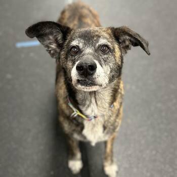 Mixed Breed Dogs Available for Adoption - Holly | PetCurious
