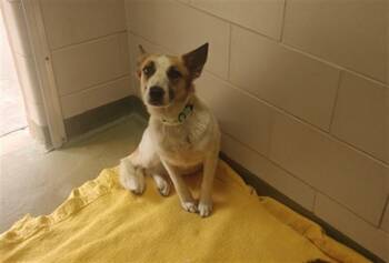 RAINBOW -  Mixed Breed Dog for Adoption in Santa Fe, New Mexico - RAINBOW | PetCurious