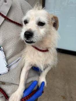 Parson Russell Terrier and Mixed Breed Dogs Available for Adoption in Honolulu, Hawaii - Stuart Little | PetCurious