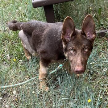 Rick James -  Shepherd and Mixed Breed Dog for Adoption in Cheyenne, Wyoming - Rick James | PetCurious