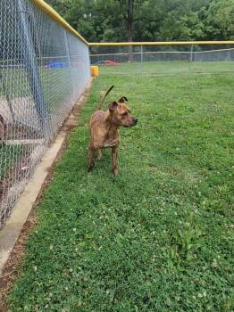 Dunes -  Pit Bull Terrier Dog for Adoption in Mineral, Virginia - Dunes | PetCurious