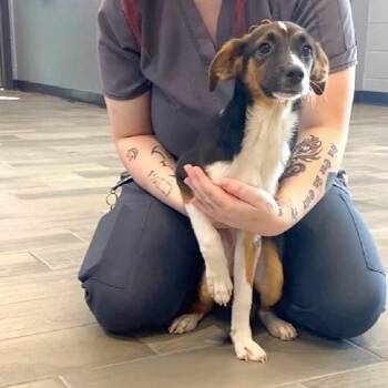 Lisa -  Terrier Dog for Adoption in Nevada, Missouri - Lisa | PetCurious