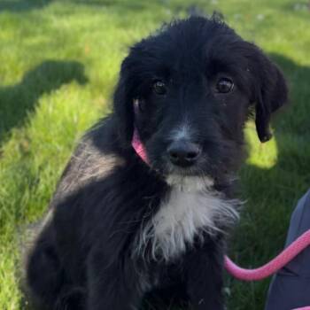 Mixed Breed Dogs Available for Adoption - Chopsticks | PetCurious