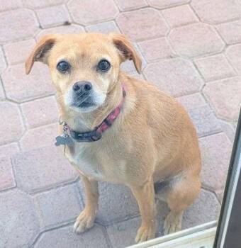 Beagle and Chihuahua Dogs Available for Adoption - Darla-loves To Cuddle.... | PetCurious