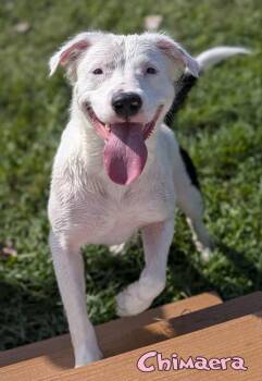 Chimaera -  Australian Shepherd and Mixed Breed Dog for Adoption in Mason, Michigan - Chimaera | PetCurious