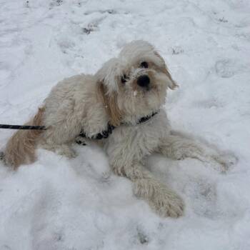 Maltese Dogs Available for Adoption - Prince | PetCurious