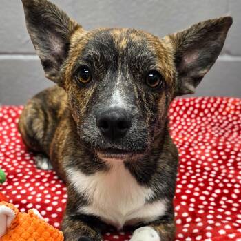Cardigan Welsh Corgi Dogs Available for Adoption - George | PetCurious