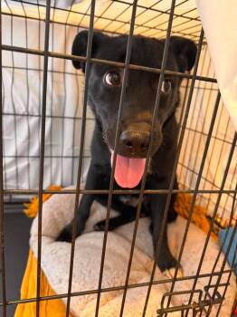 Toby -  Jack Russell Terrier and Pit Bull Terrier Dog for Adoption in Pine Grove, Pennsylvania - Toby | PetCurious