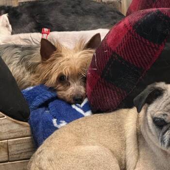 Yorkshire Terrier Dogs Available for Adoption in Normal, Illinois - Lulu | PetCurious