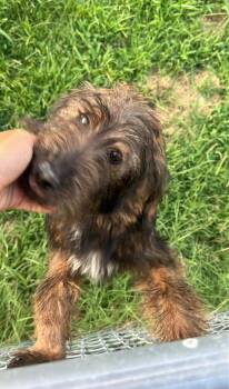Jessie cowgirl( foster to adopt) -  Goldendoodle and Poodle Dog for Adoption - Jessie Cowgirl( Foster To Adopt) | PetCurious