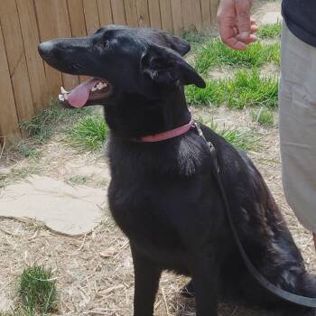 STELLA - a wonderful energy -  German Shepherd Dog Dog for Adoption in Edgemoor, Delaware - STELLA - A Wonderful Energy | PetCurious