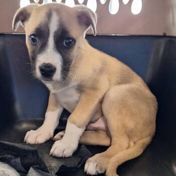 Pit Bull Terrier Dogs Available for Adoption - Nutmeg | PetCurious