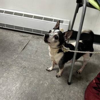 Buzz -  Mixed Breed Dog for Adoption in Philadelphia, Pennsylvania - Buzz | PetCurious