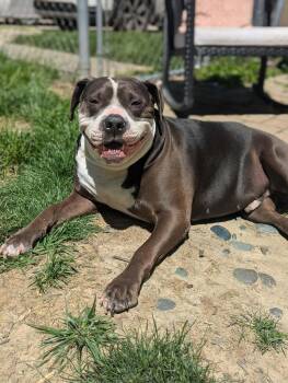 Rilo Gravy -  American Bulldog and Staffordshire Bull Terrier Dog for Adoption in Germantown, Ohio - Rilo Gravy | PetCurious