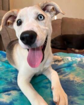 Matcha -  Siberian Husky and Coonhound Dog for Adoption in Salisbury, Maryland - Matcha | PetCurious
