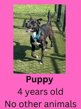 Mixed Breed Dogs Available for Adoption in Ravenna, Ohio - Puppy | PetCurious