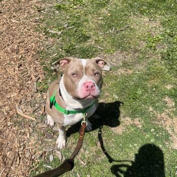 Pit Bull Terrier Dogs Available for Adoption in Baltimore, Maryland - Thumb War | PetCurious