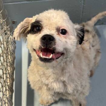 Pochacco -  Maltese and Poodle Dog for Adoption in Goleta, California - Pochacco | PetCurious