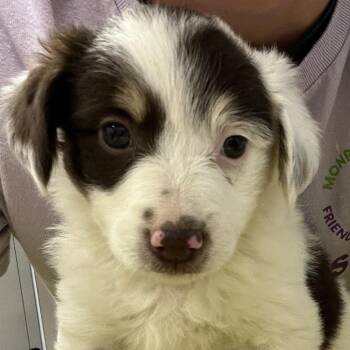 Reba -  Australian Shepherd Dog for Adoption in Madisonville, Tennessee - Reba | PetCurious