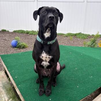 Morinth -  Black Labrador Retriever and Mixed Breed Dog for Adoption in Binghamton, New York - Morinth | PetCurious