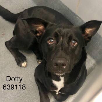 Rescue Black Labrador Retriever and Pit Bull Terrier Dogs for Adoption in Denison, Texas - Dotty | PetCurious
