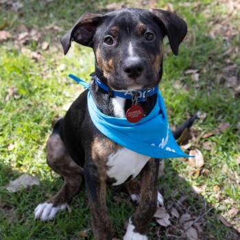 Wemby -  Black Labrador Retriever and Hound Dog for Adoption in San Antonio, Texas - Wemby | PetCurious