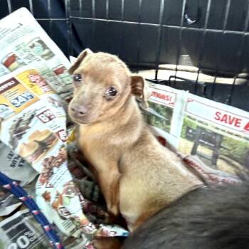 Velma -  Chihuahua Dog Available for Adoption in Northbrook, Illinois - Velma | PetCurious