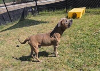 Pit Bull Terrier and Mixed Breed Dogs Available for Adoption in Conway, South Carolina - T-Bone(HW+) | PetCurious