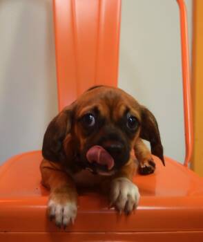 Flynn -  Mixed Breed Dog for Adoption in Yorktown, Indiana - Flynn | PetCurious