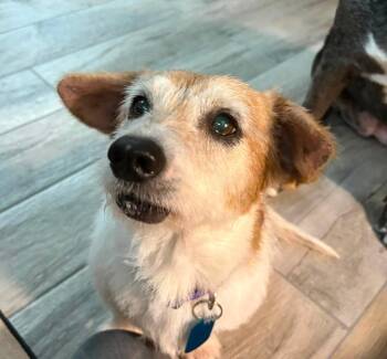 Shelby $250 -  Terrier Dog for Adoption in West Milwaukee, Wisconsin - Shelby $250 | PetCurious