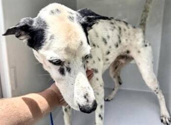 A658449 -  Dalmatian and Mixed Breed Dog for Adoption in Houston, Texas - A658449 | PetCurious