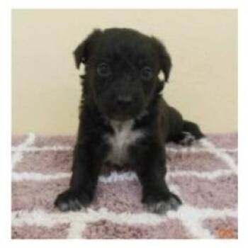 Mixed Breed Dogs Available for Adoption in Wilmington, Delaware - Bodhi | PetCurious