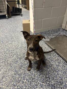 BOBO -  Australian Cattle Dog Blue Heeler Dog for Adoption in Thousand Palms, California - BOBO | PetCurious