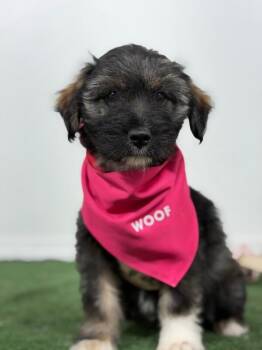 Poodle and Border Terrier Dogs Available for Adoption in Carlsbad, California - Minnie Mouse-One Of Our Amazing Rescue Dogs | PetCurious