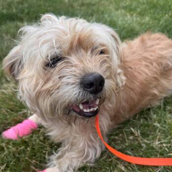 Ginger -  Terrier Dog for Adoption in Cashmere, Washington - Ginger | PetCurious