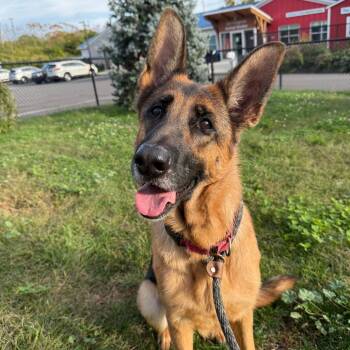 Mocha -  German Shepherd Dog Dog for Adoption in Branford, Connecticut - Mocha | PetCurious