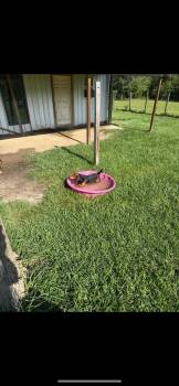 Miniature Pinscher and Basset Hound Dogs Available for Adoption in Valrico, Florida - George | PetCurious