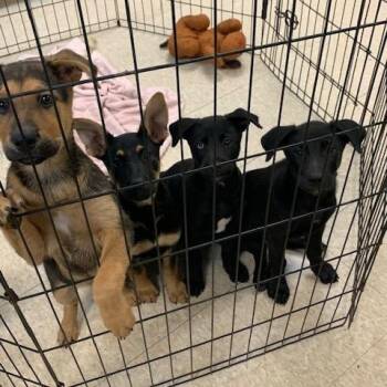 Black Labrador Retriever and Shepherd Dogs Available for Adoption in Boerne, Texas - 3 Lab Pups | PetCurious